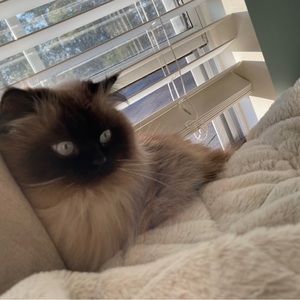 Meet your Posher, Destiny